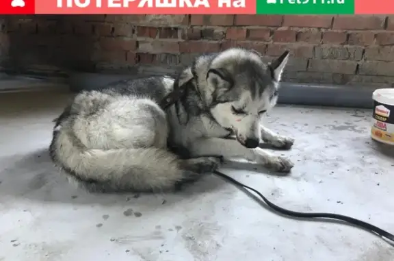 Собака найдена между Боровое и Береговое в Новосибирске