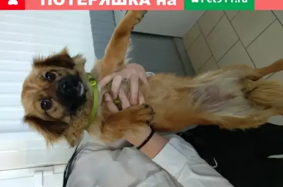Найдена собака на Ростовском шоссе 22 б.