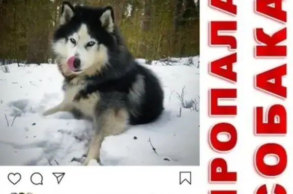 Собаки потеряшки, Новосокольники, фото: Потеряшка собака в Новосокольниках