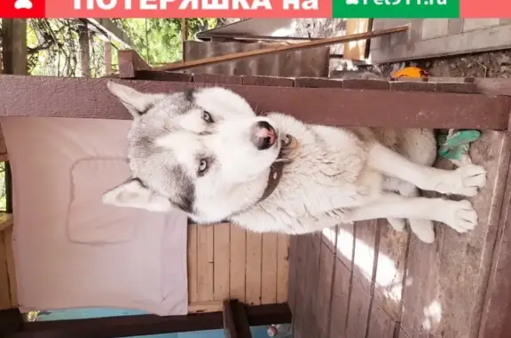 Пропала собака Джек в Батайске