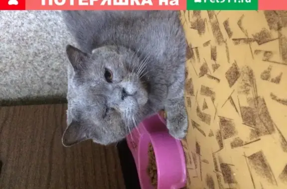 Найден кот в Орехово-Зуево, экзот короткошерстный серого цвета