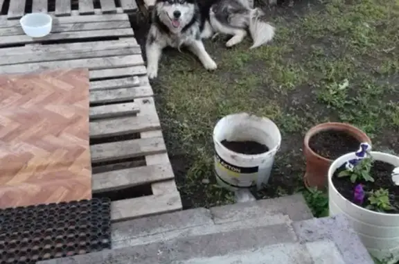 Найдена собака Маламут в пос. Фомичево, Башкортостан