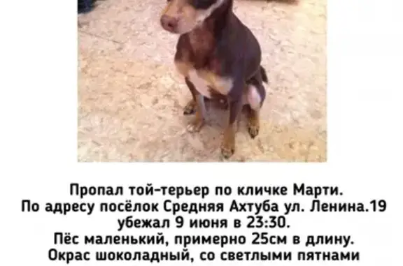 Пропала собака в Средней Ахтубе