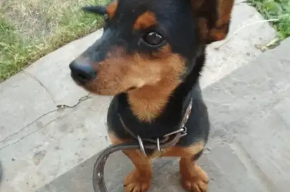 Найдена собака в деревне Вальковская