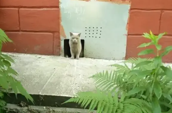 Найден кот на улице Марата, 57 в Туле
