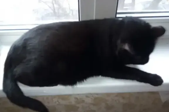 Кошки потеряшки, Москва, фото: Потеряшка кошка Кот, Москва, Бутлерова д24.