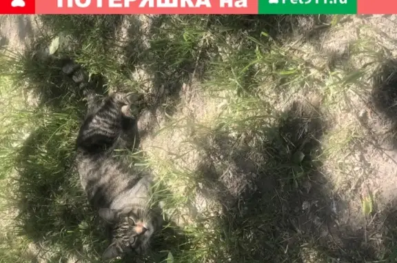 Пропала кошка возрастом год на Маршала Жукова 17, Москва
