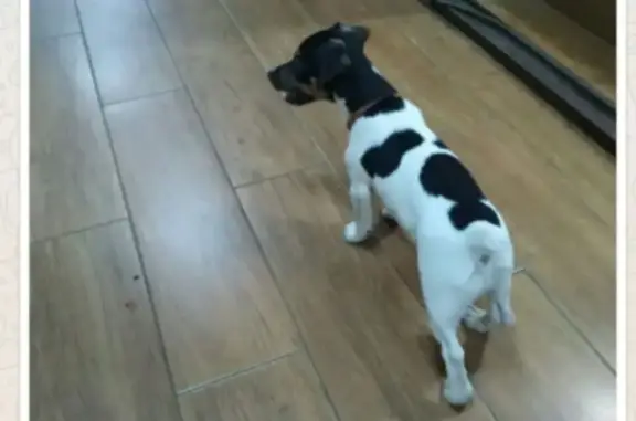 Найденные животные Москва, фото: Найдена собака на Ленинском проспекте, Москва