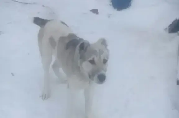 Пропала собака на улице Стволовая в Кемерово