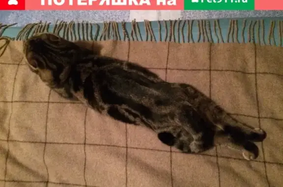 Пропала кошка Клепа на Константиновском карьере, Тверь
