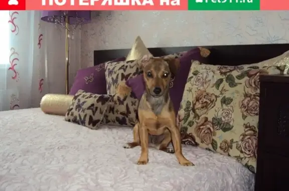 Пропала собака в Прокопьевском городском округе