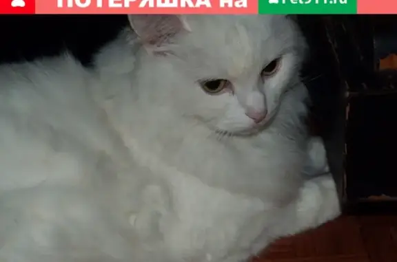 Пропала белая кошка на бульваре Новаторов, 57к1