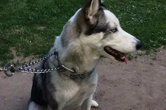Собаки потеряшки, Москва, фото: Потеряшка собака хаски-лайкай на Отрадной, 18