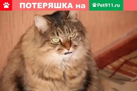 Потерянные животные Смоленск, фото: Пропала кошка Бася на ул. Рыленкова, 65к1