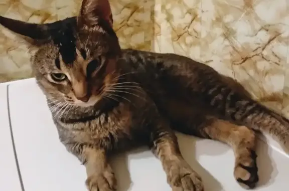 Найдена кошка на Алма-Атинской, домашняя