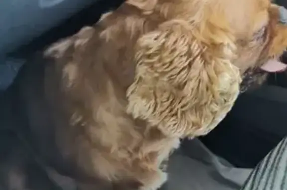 Найдена собака на зеленогорском шоссе, Гатчина - ищем хозяев!