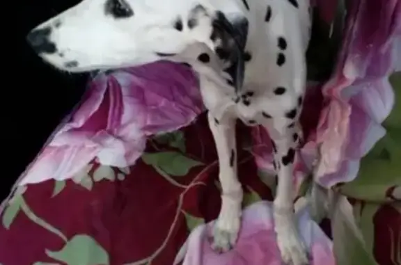 Найден щенок долматина в Ачинске, ищем хозяев