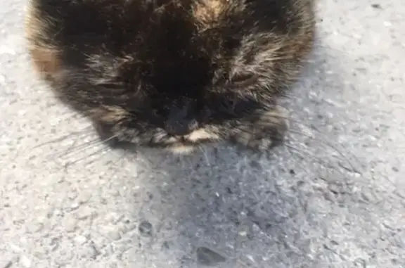 Найдена кошка на проспекте Курако