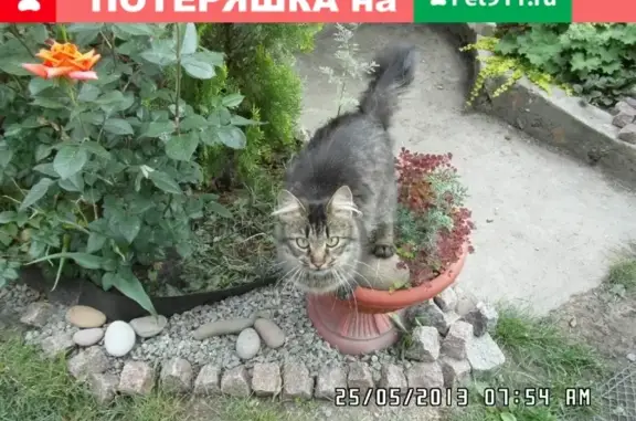 Пропала кошка Эльвира на ул. Подберезской, Белинского