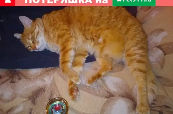 Пропал кот в районе Ближнего Куйбышева, Новосибирская область
