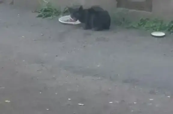 Найдена кошка с котенком в Калининском районе, СПб