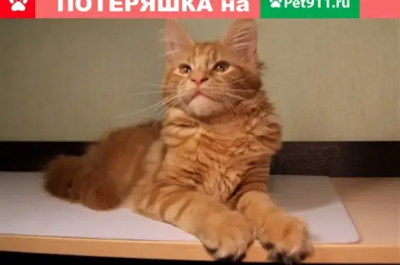 Пропала кошка Барсик в СНТ Вишнёвый Сад, Ульяновск.