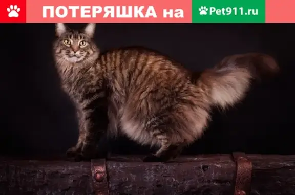 Пропала кошка в Берёзовке, Красноярский край