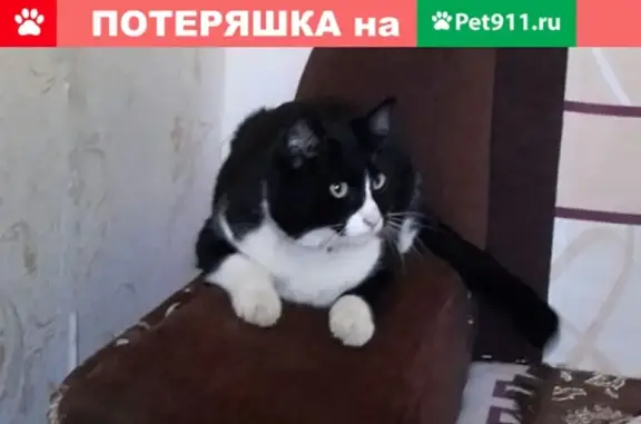 Пропала кошка в районе Куйбышева 12, кличка Феникс