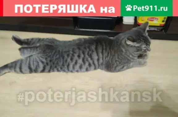 Пропала кошка в Ленинском районе, Новосибирск