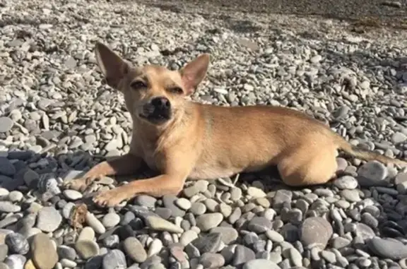 Собаки потеряшки, Иваново, фото: Потеряшка собака в Севастополе #пропал@sevanimals