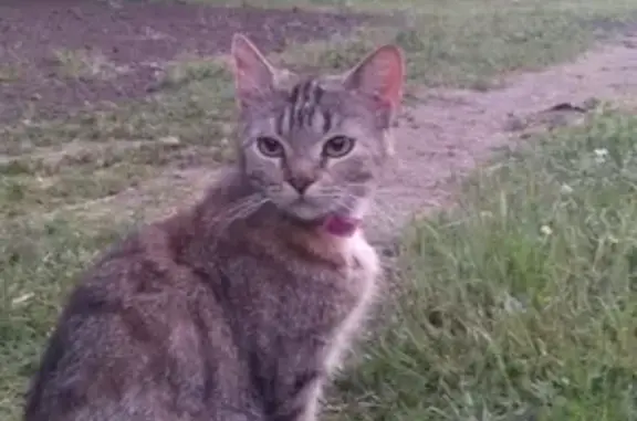 Найдена кошка на Дальневосточном 78 в СПб