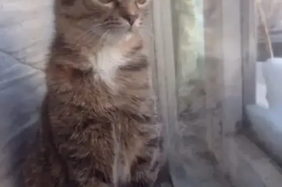 Потерянные животные Новосибирск, фото: Пропала кошка на Менделеева, Новосибирск