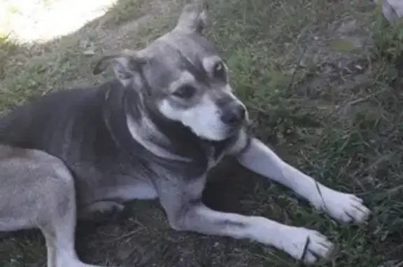 Найдена собака в Тосненском районе
