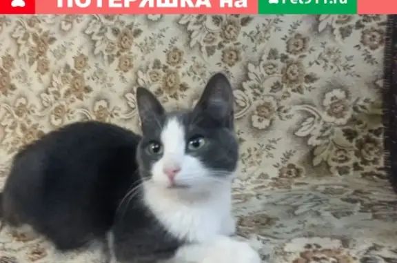 Найдена кошка в СПб, близ метро Просвещения