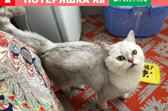 Найдена кошка на Героев-Разведчиков 24, ищу старых хозяев