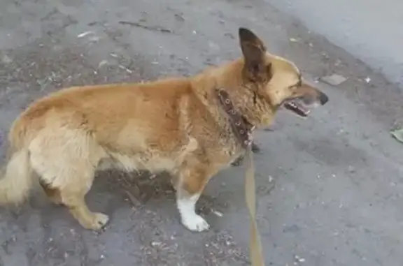 Пропала собака в районе парка Солнечный ветер, кличка Алтай