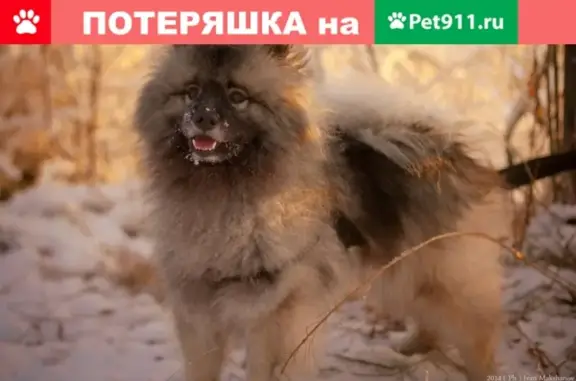 Пропала собака на Ниве-1 в Полярном