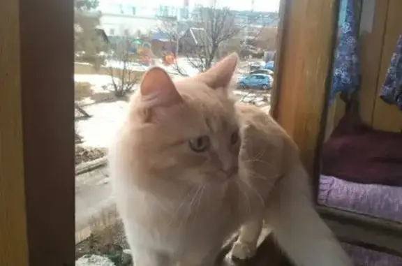 Пропал кот Кузьма в СНТ Дружба, район Аввакумово!