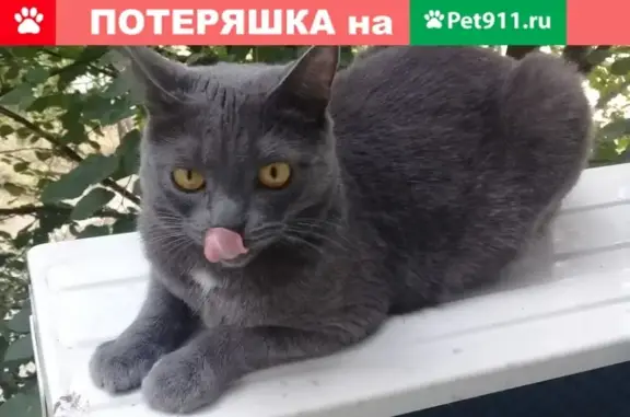 Кошки потеряшки, Тольятти, фото: Потеряшка кот на ул. 40 лет победы 76 в Тольятти