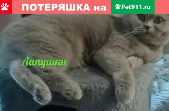 Пропала кошка на ул.Калинина 47, лилового окраса https://vk.com/id449069064