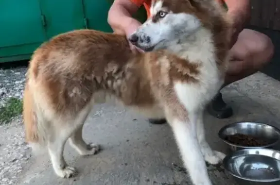 Найдена собака в районе Неелово, ищем нового хозяина.