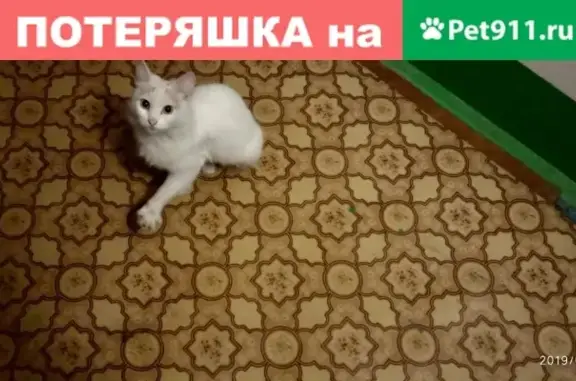 Найдена кошка на Машиностроителей (В.Пышма, Свердловская область)