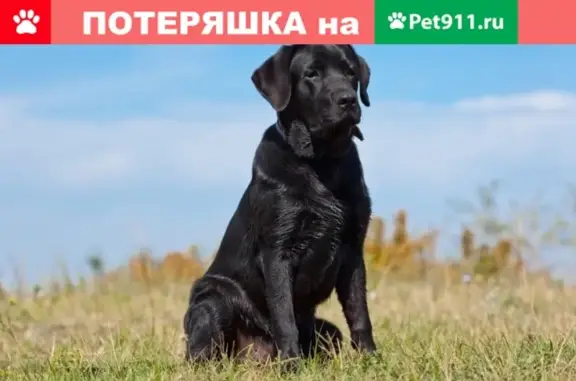 Собаки потеряшки, Вилюйск, фото: Потеряшка собака на Вилюйском тракте, Якутск