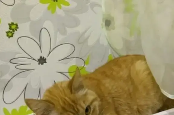 Кошки потеряшки, Набережные Челны, фото: Потеряшка кошка в Набережных Челнах, Зяб 18 комплекс, пуглива.