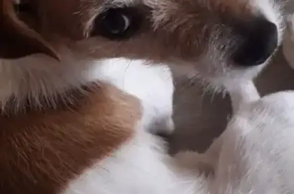 Собаки потеряшки, Киров, фото: Потеряшка собака в Кирове: Арчи, белый с рыжими пятнами, начало ул. Кирова, тел. для связи.