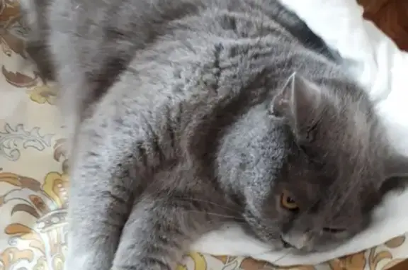 Найден серый британский кот на Щорса 21, нужна помощь.