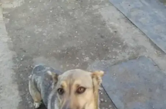 Пропала собака Рекс в районе ВЭСА, Канск.