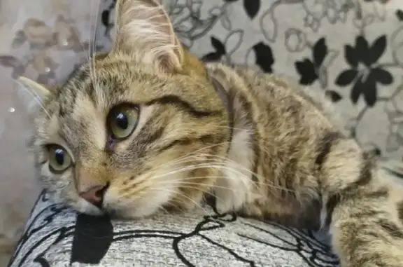 Кошки потеряшки, Курган, фото: Потеряшка кошка в Кургане, вознаграждение.