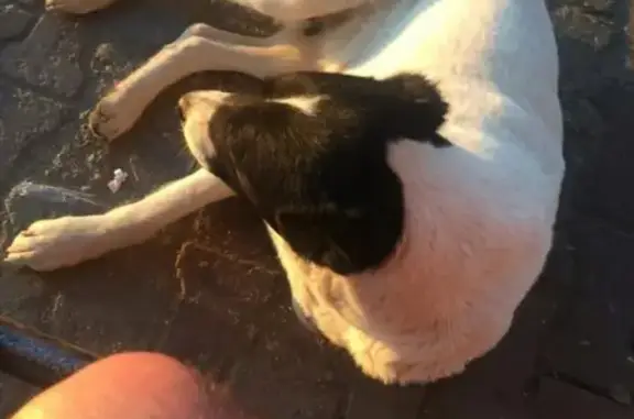 Пропала собака Бублик на ул. Вокзальной в Можайске