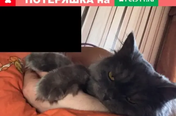Пропала кошка в Каменск-Уральском, район 49 квартал.
